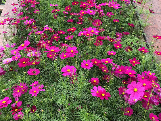 徐州鲜花绿植预订-设计室外绿化